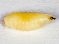 Botanophila seneciella